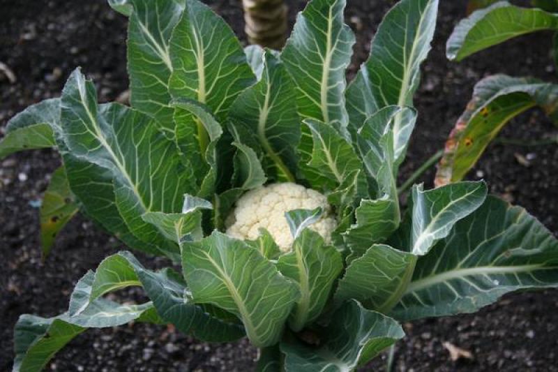 Cauliflower
