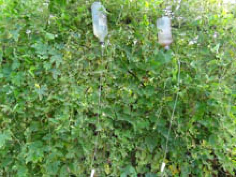 Farmer Build Drip Irrigation System Using Waste Glucose Bottles