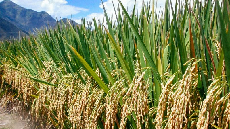 Rice Farming Rice Farming