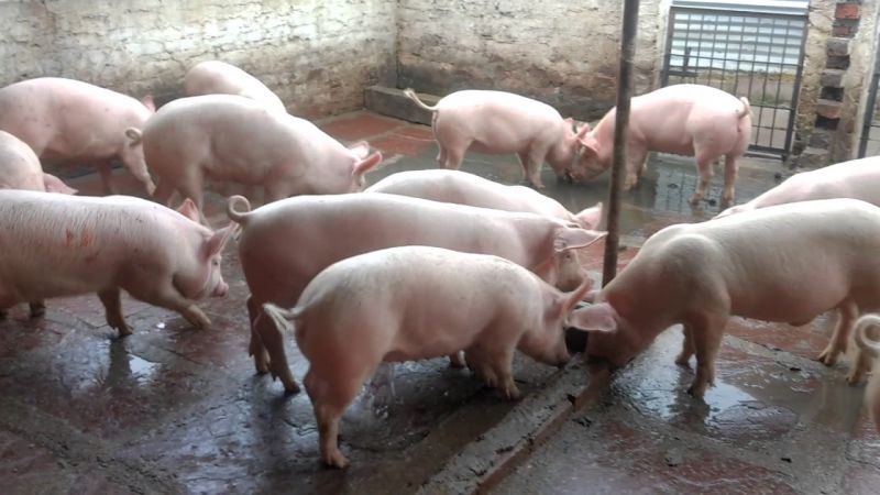 Pig farming