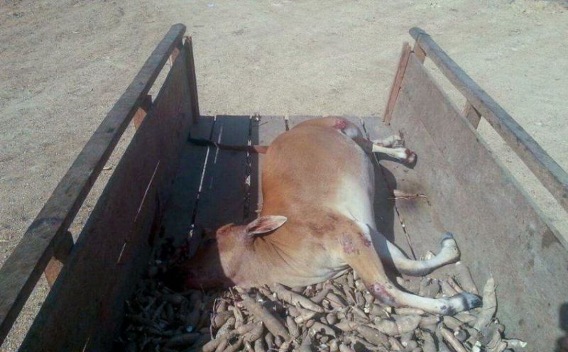 Cow Carcasses found, Abohar Tense 