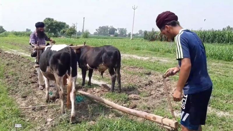 Farmers are forced to cultivate with oxen