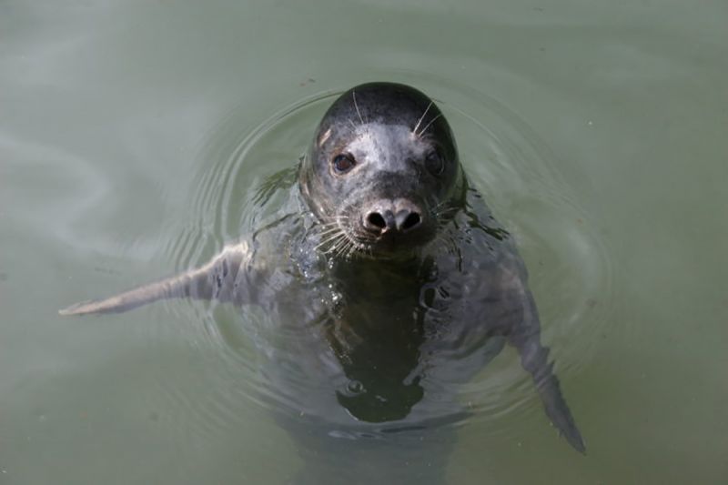 Gray seal