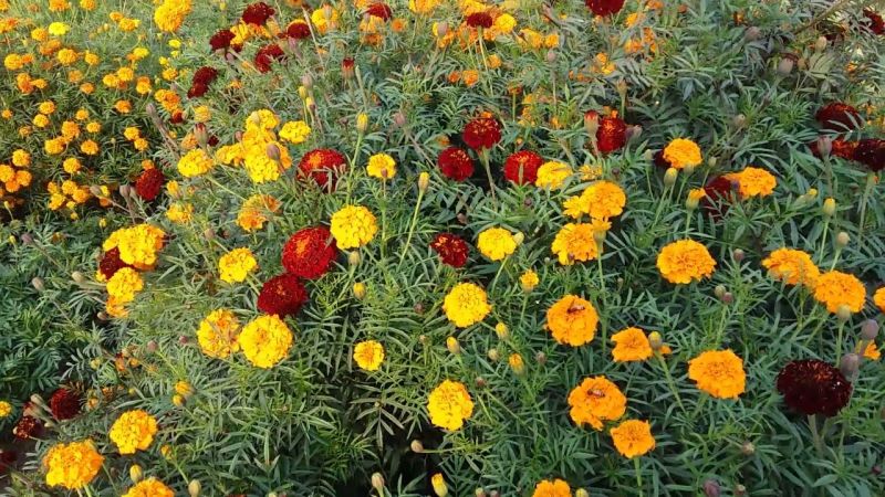 Marigold Flower Cultivation