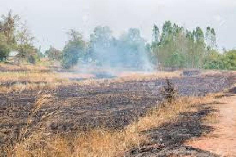 farmers did not set fire paddy stubble farmers did not set fire paddy stubble