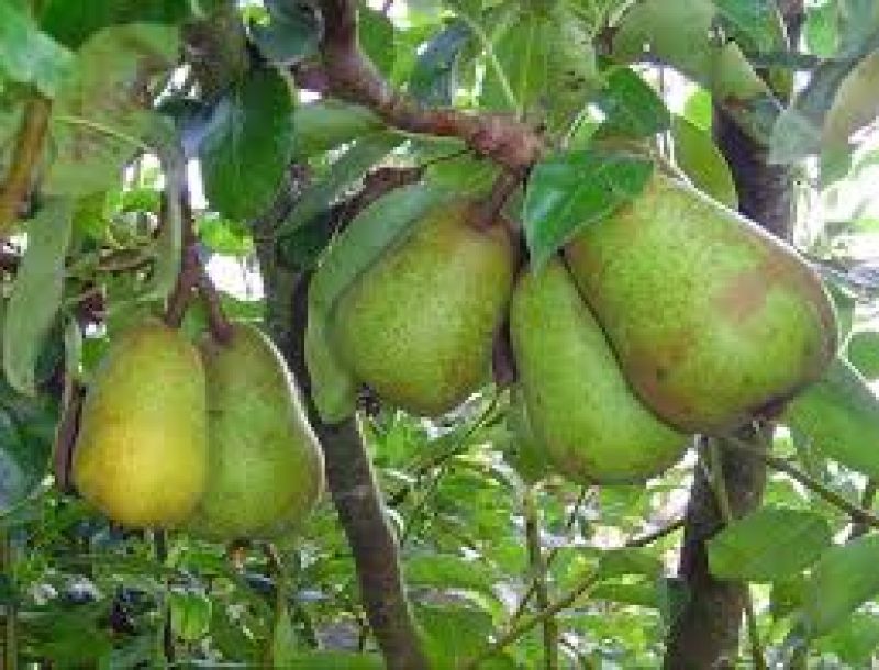 Pears Cultivate 