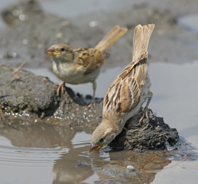 sparrows are thirsty