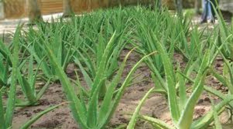Aloevera