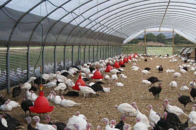 Turkey Rearing