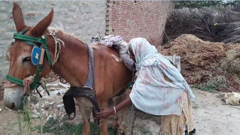 Elderly Bibi is selling pot