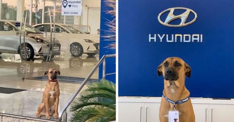 Car showroom adopts stray dog as 'sales person'