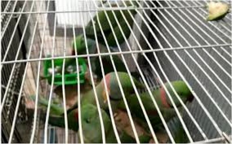 13 parrots 