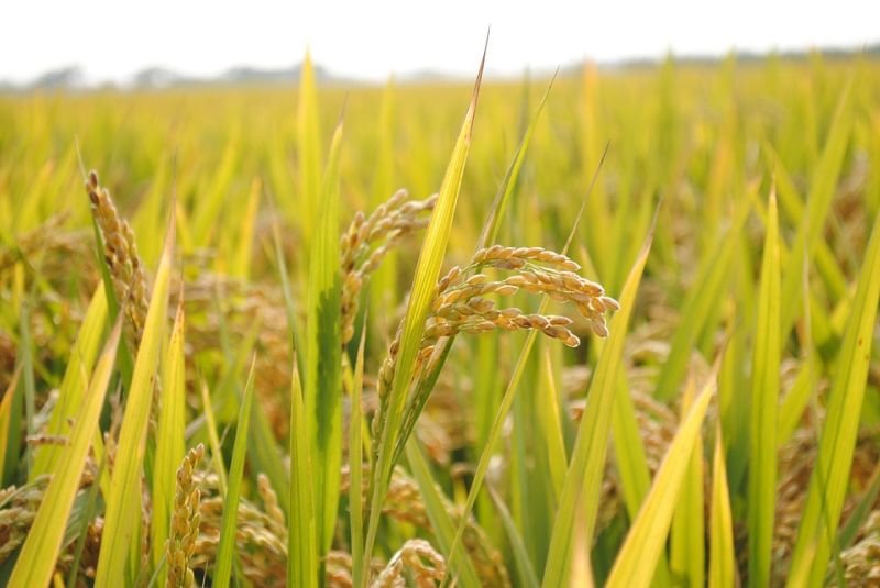 Rice Field Rice Field