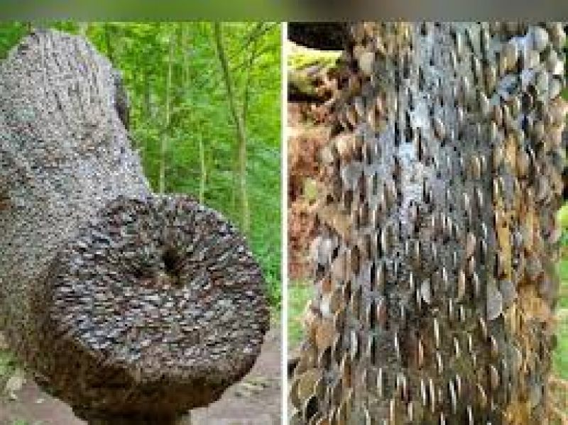 Mysterious coin covered wishing trees