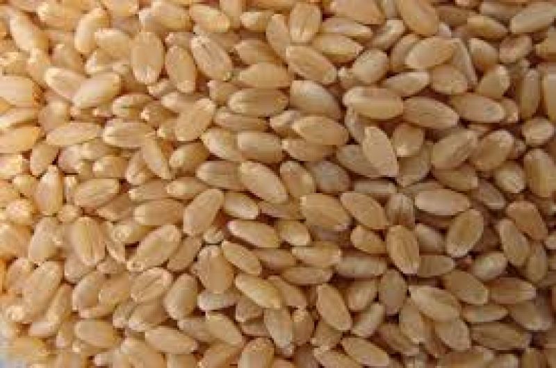 JW-3211 Wheat Variety