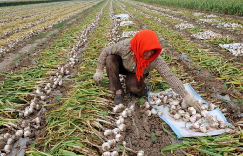Garlic Farming