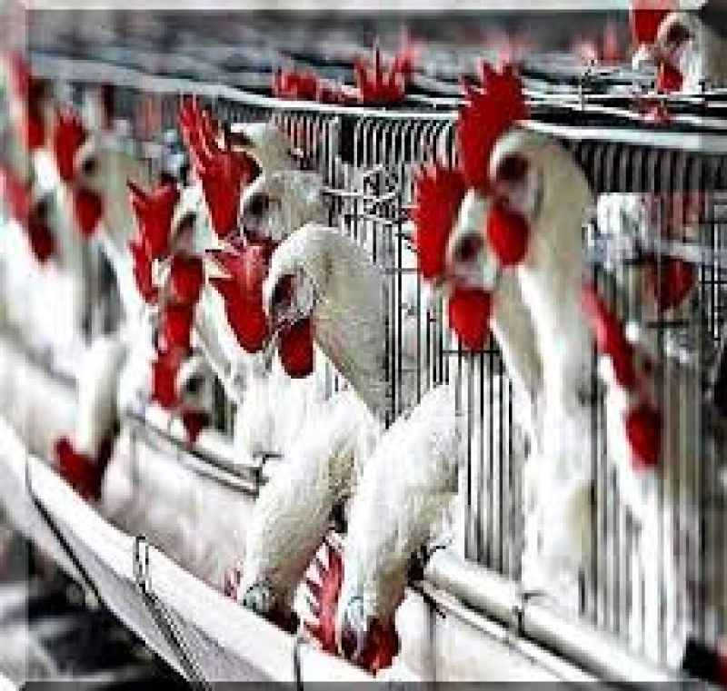 poultry farm