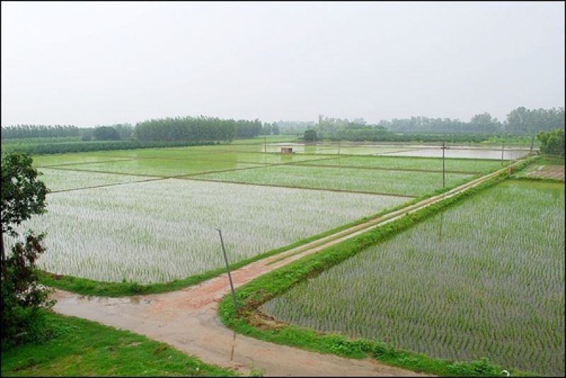Punjab Agriculture 