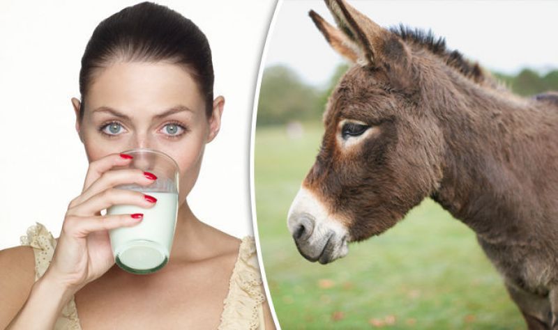 India to soon get dairy for donkey milk
