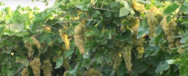 Grapes Farming 