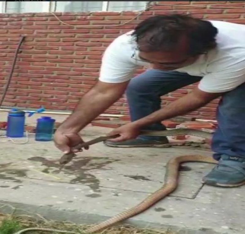 Income-Tax officer rescues snake attacked with pesticide in Indore