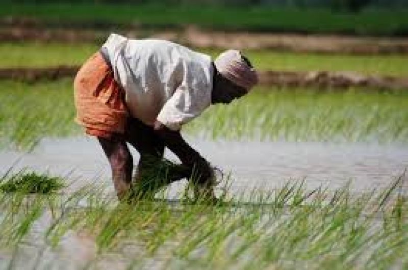 punjab paddy season start from today punjab paddy season start from today