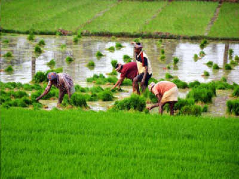 paddy transplantation started by farmers.