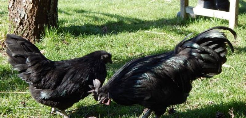 Kadaknath Hen 
