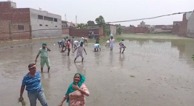 Farmers uproot paddy from BJP leader Harjeet Grewal's field