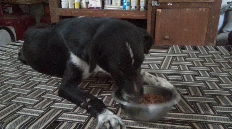 Gursikh family relies on speechless, unique initiative to take care of homeless