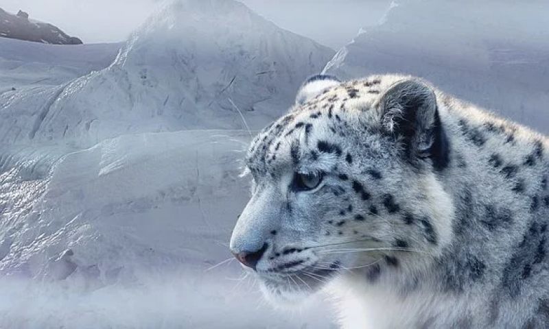 Snow Leopards 