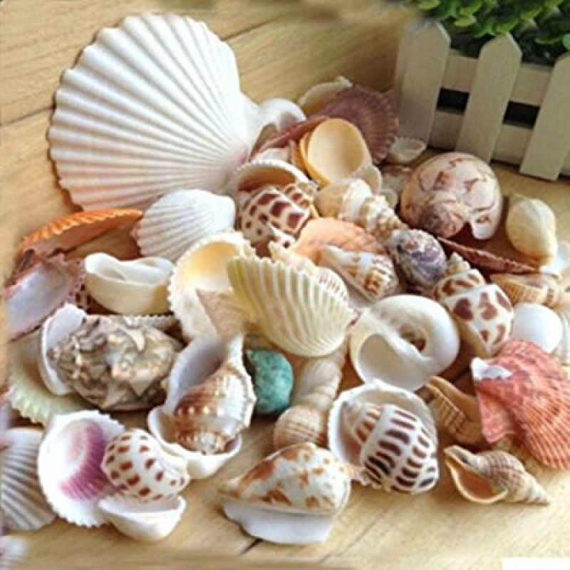 seashells