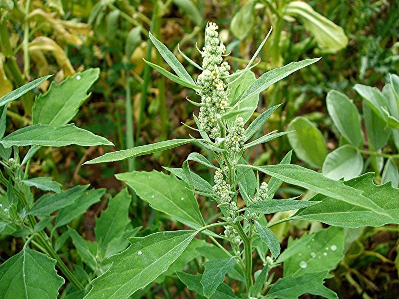 chenopodium album
