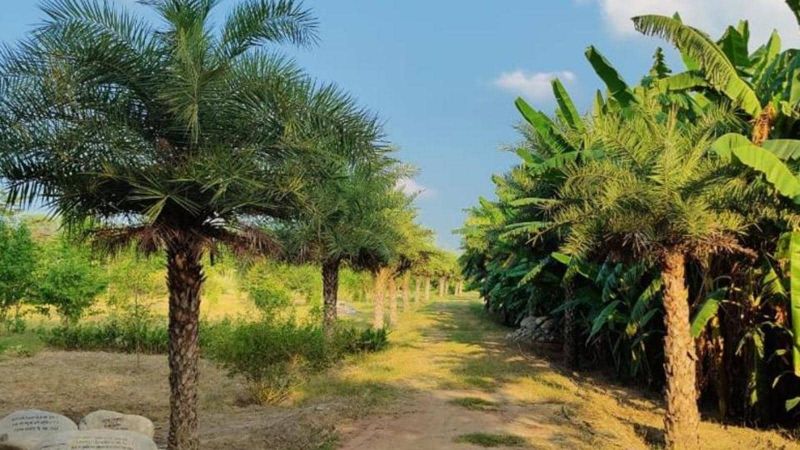  Unique 'Guru Granth Sahib Bagh' Comes Up At Moga 