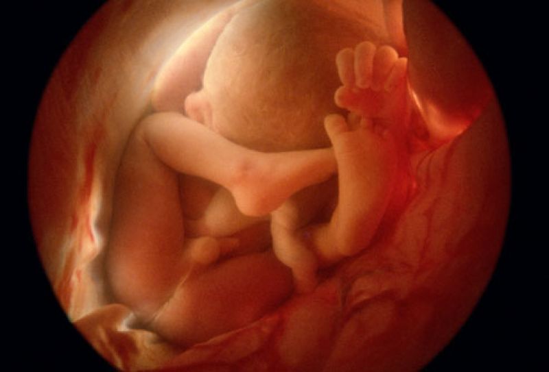 Now Embryo's 3D photo is possible to taken