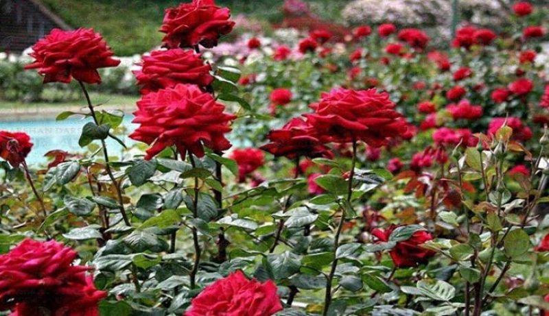 Nehru Rose Garden 