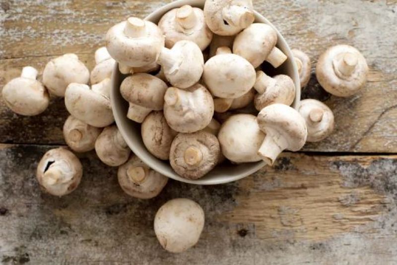 Mushroom Mushroom
