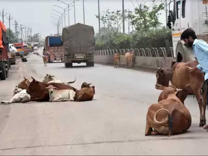 Raipur Cattle 