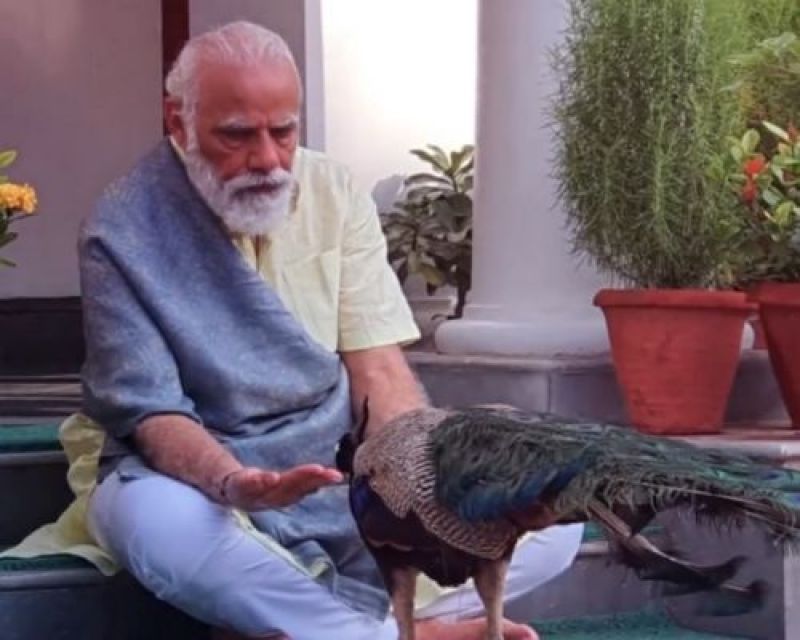  PM Modi Shares Video Of His Bond With Peacocks At His Residence