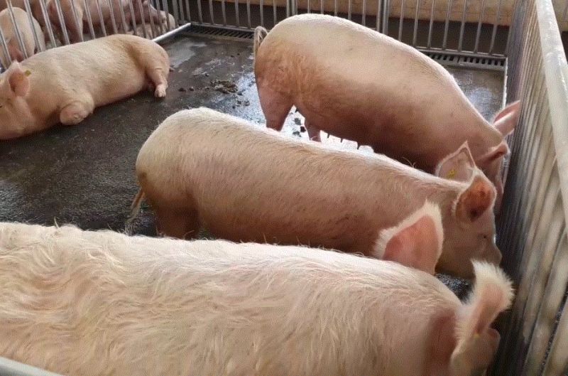 Pig farming can be beneficial for farmers