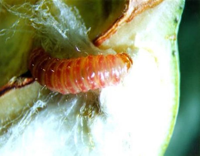 Pink bollworm infestation in cotton belt