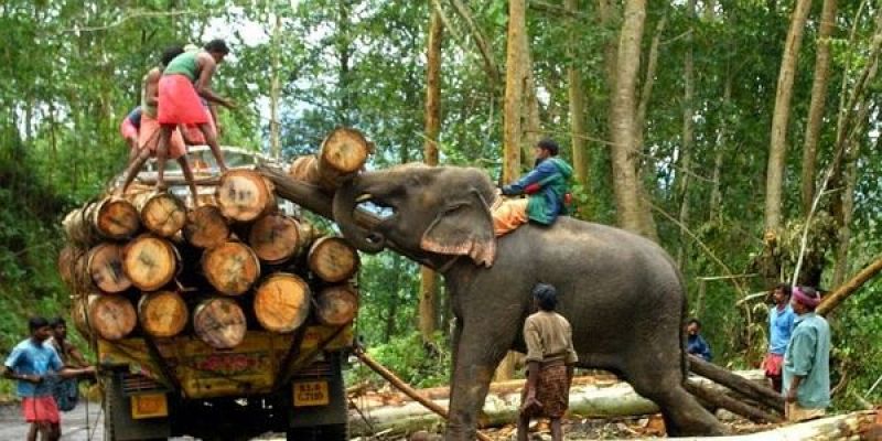 12 lakh hectares of forest area is under illegal occupation : RTI