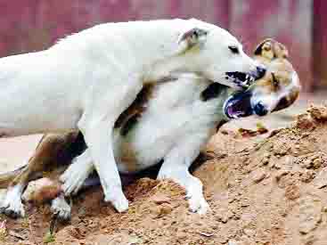 Dog
