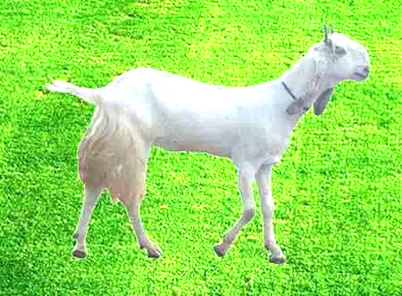 Goat Goat