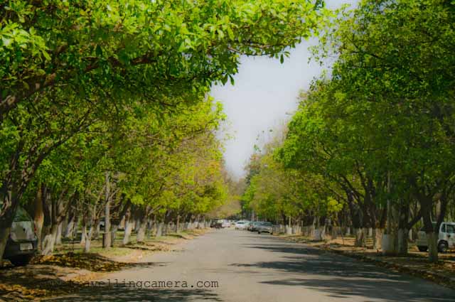 Trees