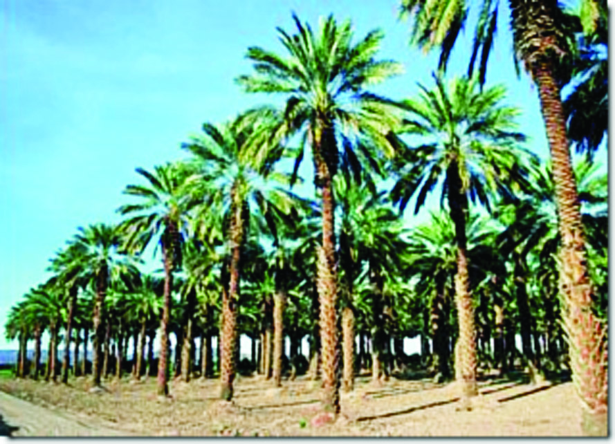 Trees Trees