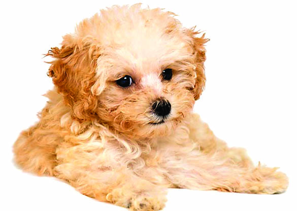 Dog Dog