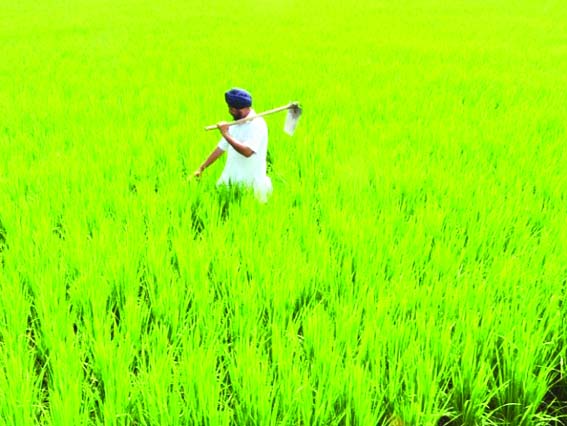 Farmers Farmers