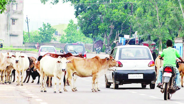Cows Cows