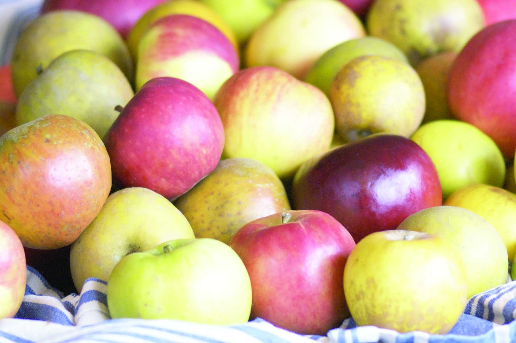 Apple Apple